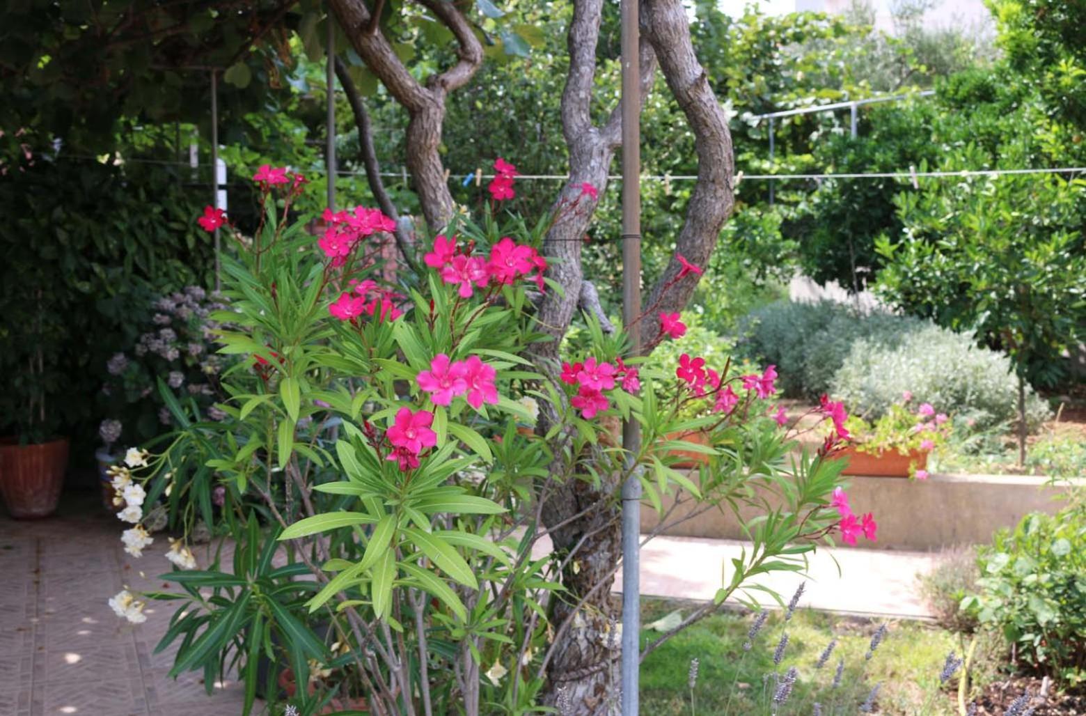 Villa Katarina Losinj Island Mali Lošinj Zewnętrze zdjęcie