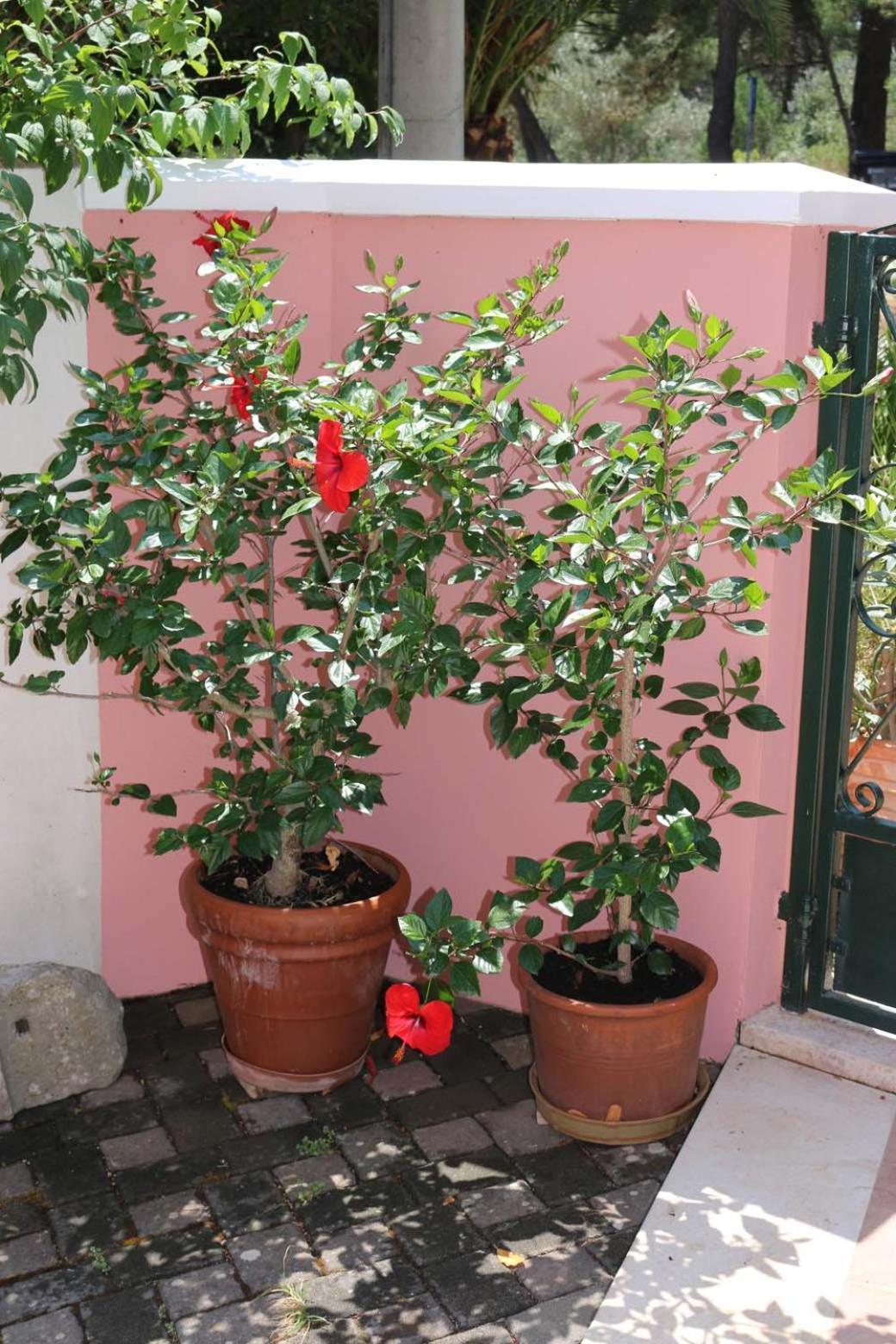 Villa Katarina Losinj Island Mali Lošinj Zewnętrze zdjęcie
